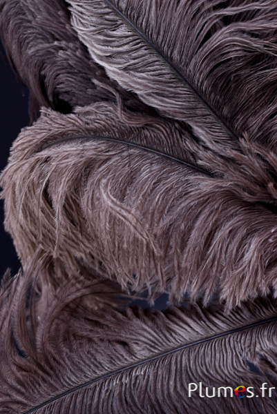 Autruche - 30-40 cm - gris naturel